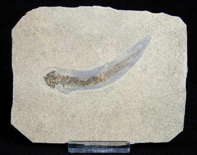 Permian Branchiosaur Fossil - With Case #1694